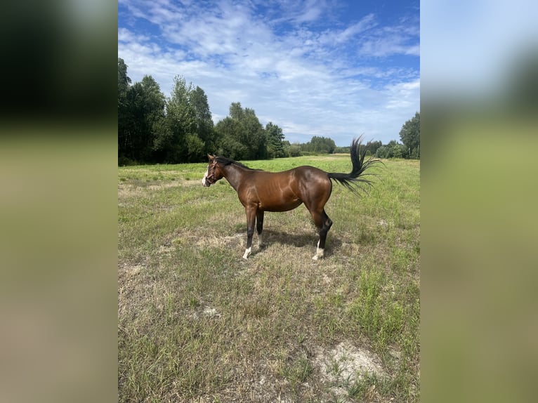 American Quarter Horse Mare 1 year 14,2 hh Bay-Dark in Warsaw