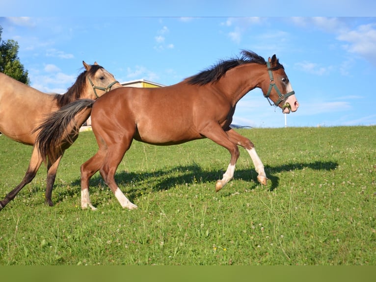 American Quarter Horse Mare 1 year 14,2 hh Bay in Heimenkirch