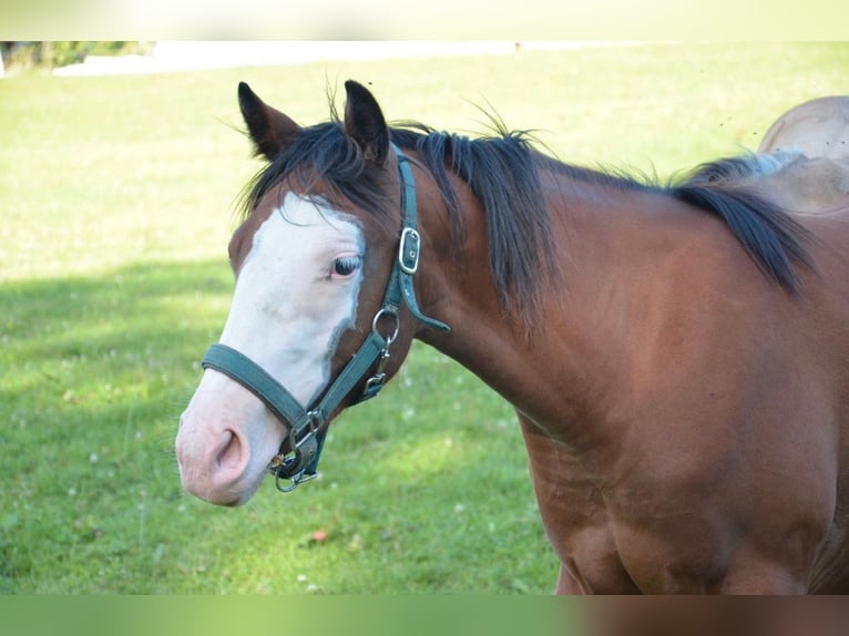 American Quarter Horse Mare 1 year 14,2 hh Bay in Heimenkirch