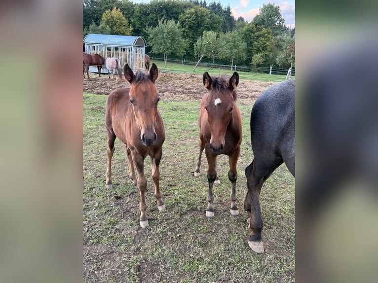 American Quarter Horse Mix Mare 1 year 14,2 hh Brown in Daleiden