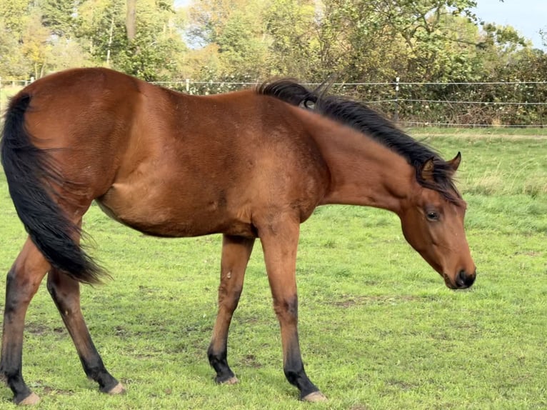 American Quarter Horse Mare 1 year 14,2 hh Brown in Neustadt am R&#xFC;benberge