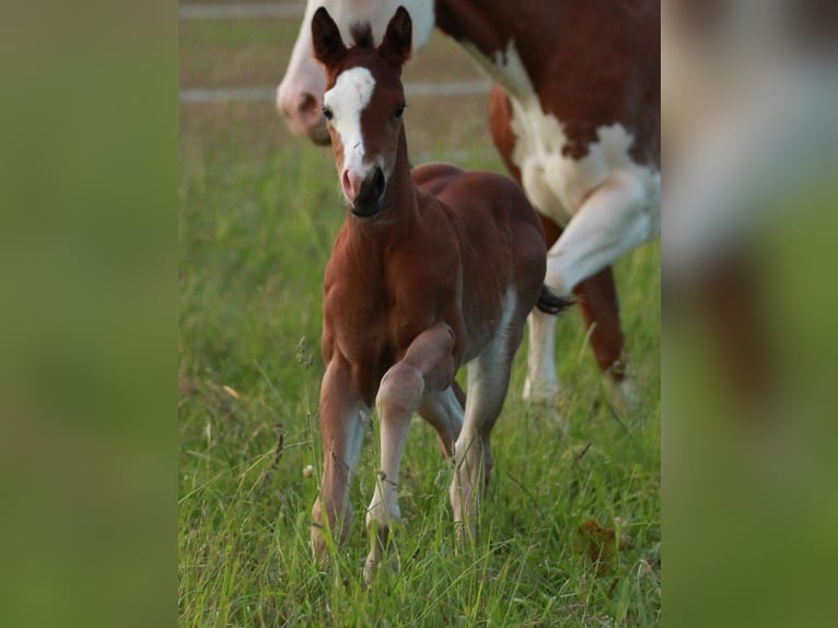 American Quarter Horse Mare 1 year 14,2 hh Brown in Waldshut-Tiengen