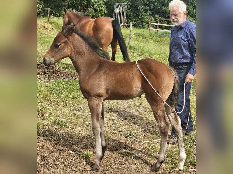 American Quarter Horse Mare 1 year 14,2 hh Brown in Müglitztal