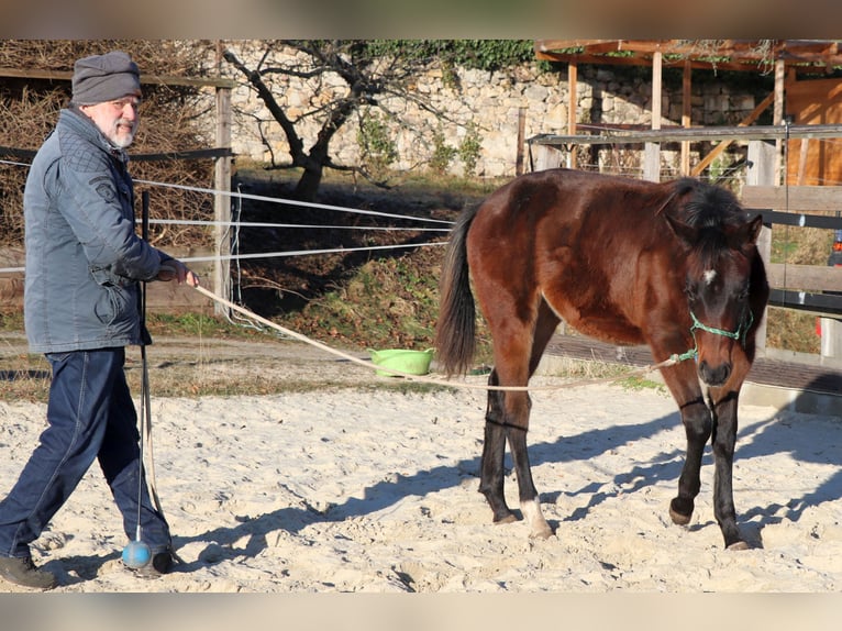American Quarter Horse Mare 1 year 14,2 hh Brown in Müglitztal