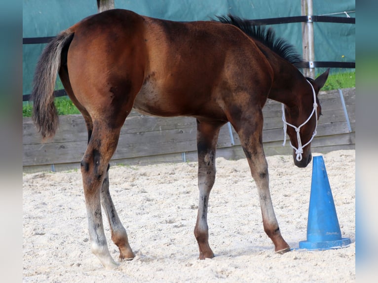 American Quarter Horse Mare 1 year 14,2 hh Brown in Müglitztal