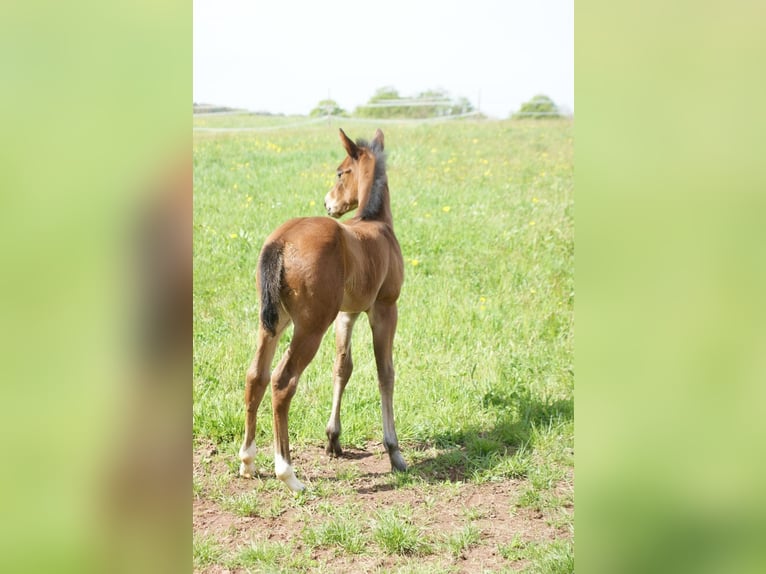 American Quarter Horse Mare 1 year 14,2 hh Brown in Breitenbach