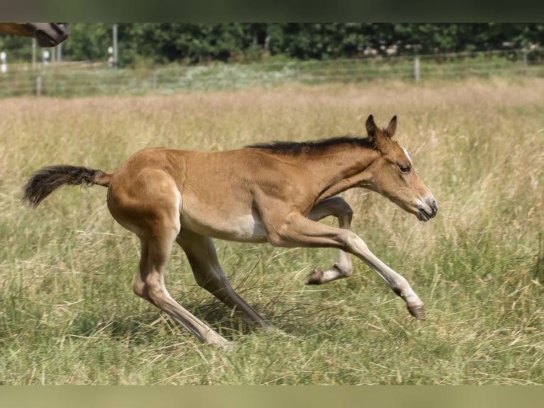 American Quarter Horse Mare 1 year 14,2 hh Brown in Celle