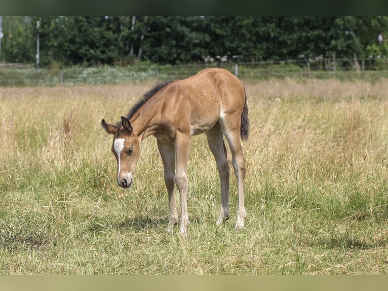 American Quarter Horse Mare 1 year 14,2 hh Brown in Celle