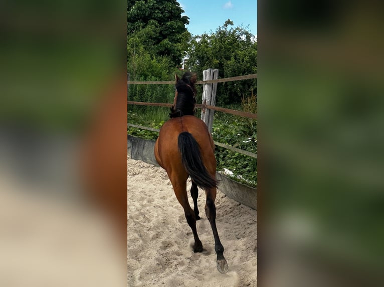American Quarter Horse Mare 1 year 14,2 hh Brown in Hamburg