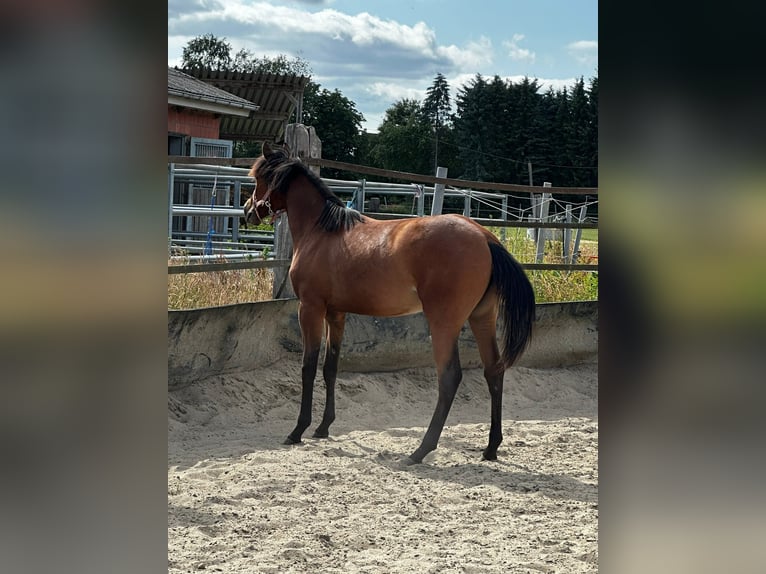 American Quarter Horse Mare 1 year 14,2 hh Brown in Hamburg