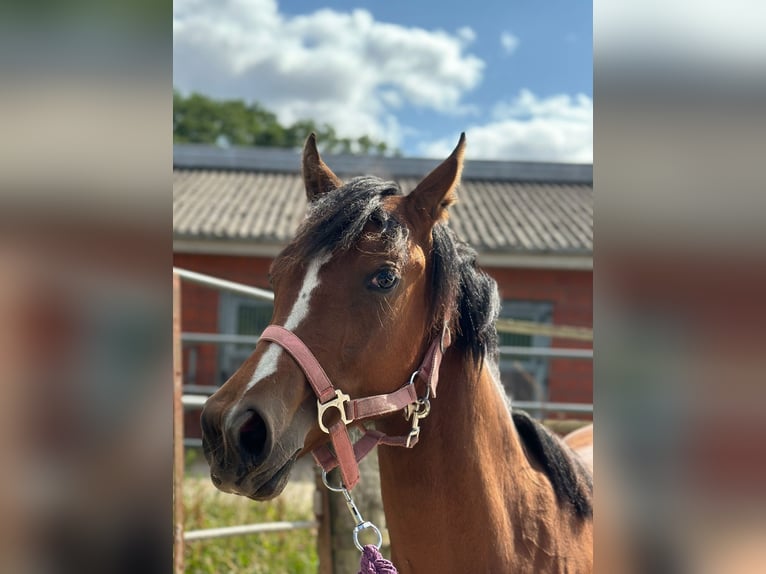 American Quarter Horse Mare 1 year 14,2 hh Brown in Hamburg