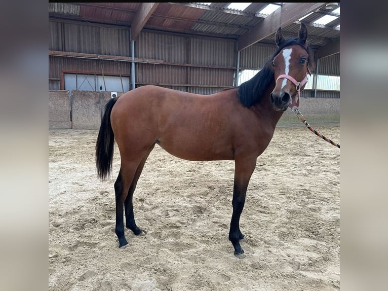 American Quarter Horse Mare 1 year 14,2 hh Brown in Hamburg