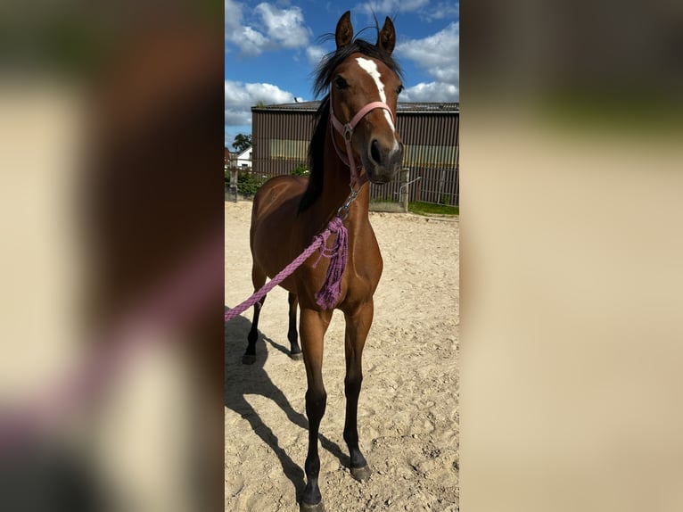 American Quarter Horse Mare 1 year 14,2 hh Brown in Hamburg