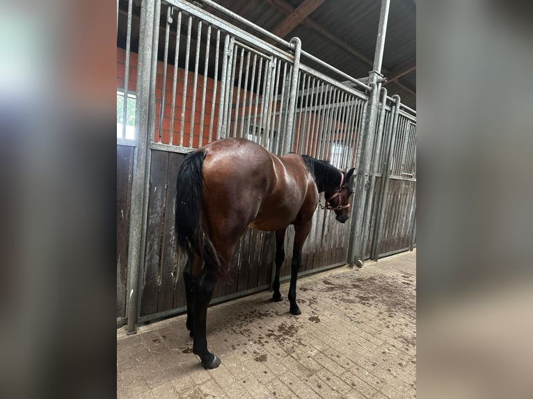 American Quarter Horse Mare 1 year 14,2 hh Brown in Hamburg