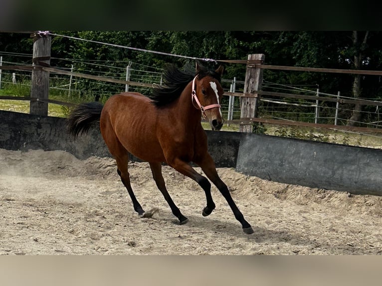 American Quarter Horse Mare 1 year 14,2 hh Brown in Hamburg