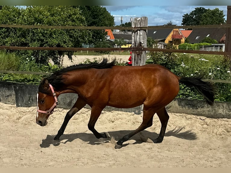 American Quarter Horse Mare 1 year 14,2 hh Brown in Hamburg