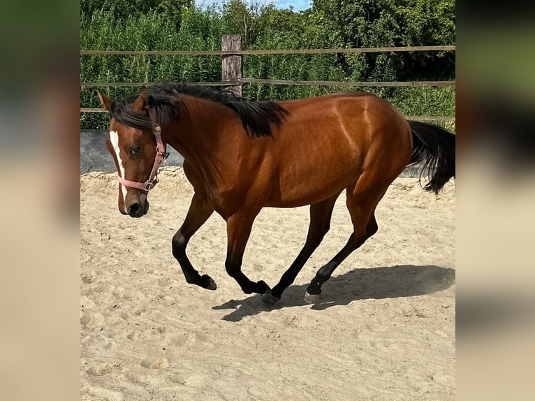 American Quarter Horse Mare 1 year 14,2 hh Brown in Hamburg