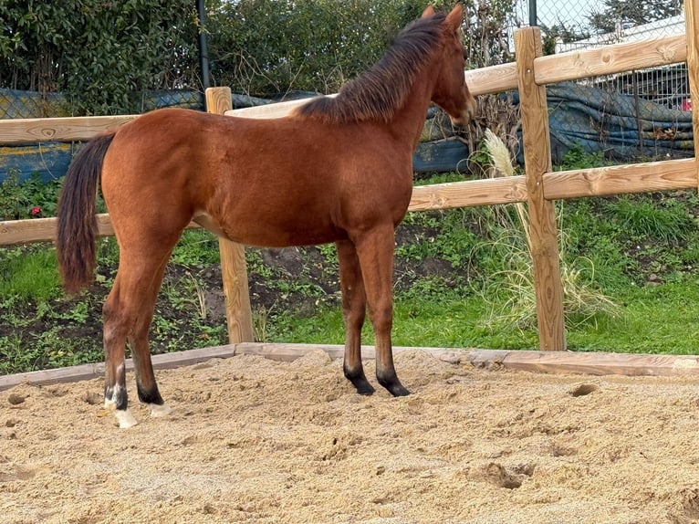 American Quarter Horse Mare 1 year 14,2 hh Brown in Kindelbrück