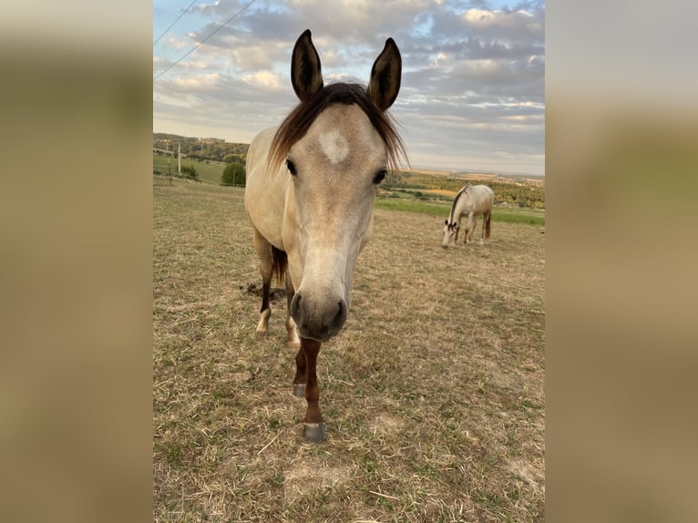 American Quarter Horse Mix Mare 1 year 14,2 hh Buckskin in D&#xF6;rnberg