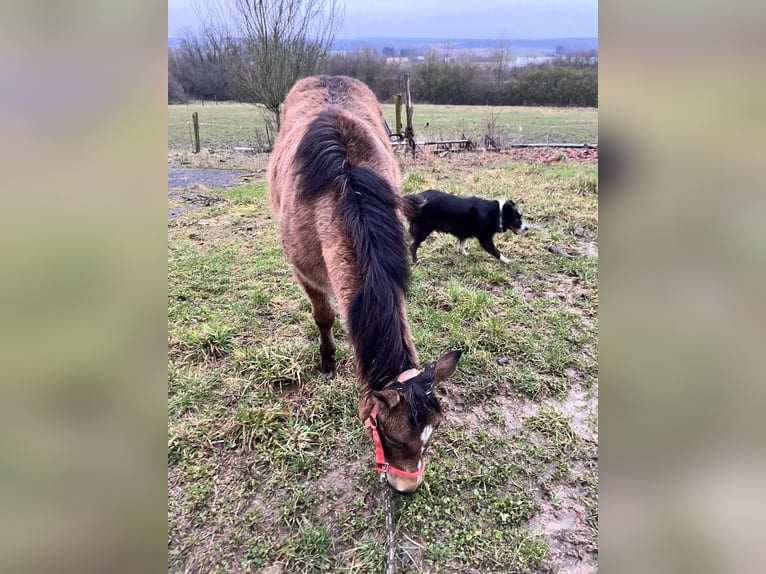 American Quarter Horse Mare 1 year 14,2 hh Buckskin in Petit-Réderching