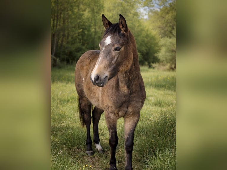 American Quarter Horse Mare 1 year 14,2 hh Buckskin in Petit-Réderching
