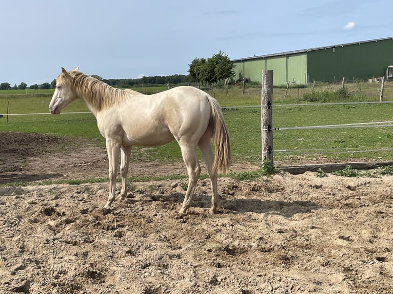 American Quarter Horse Mare 1 year 14,2 hh Champagne in Nossendorf American Quarter Horse Mare 1 year 14,2 hh Champagne in Nossendorf