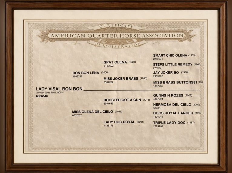 American Quarter Horse Mare 1 year 14,2 hh Chestnut-Red in Bari