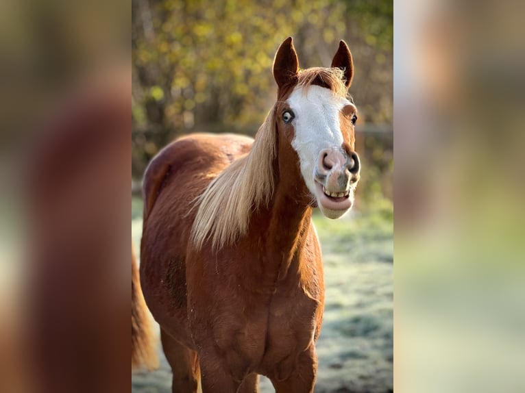 American Quarter Horse Mare 1 year 14,2 hh Chestnut-Red in Liebenau