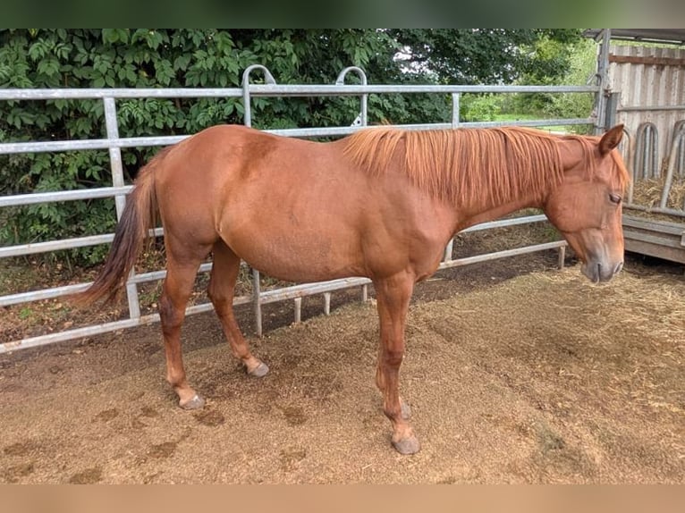 American Quarter Horse Mare 1 year 14,2 hh Chestnut-Red in Theilenhofen
