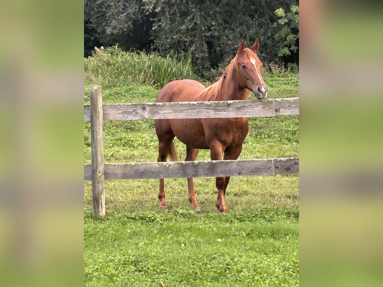 American Quarter Horse Mare 1 year 14,2 hh Chestnut in Lembach