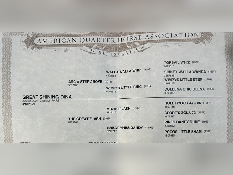 American Quarter Horse Mare 1 year 14,2 hh Chestnut in H&#xFC;rtgenwald