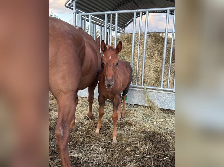 American Quarter Horse Mare 1 year 14,2 hh Chestnut in Daleiden