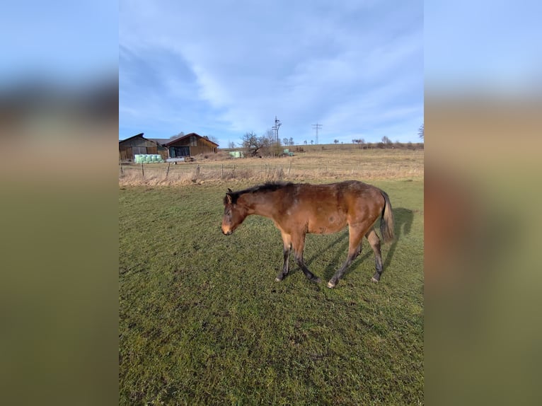 American Quarter Horse Mare 1 year 14,2 hh Dun in Pfullendorf