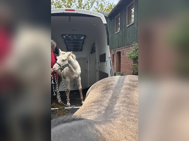 American Quarter Horse Mare 1 year 14,2 hh Grullo in Alt Duvenstedt