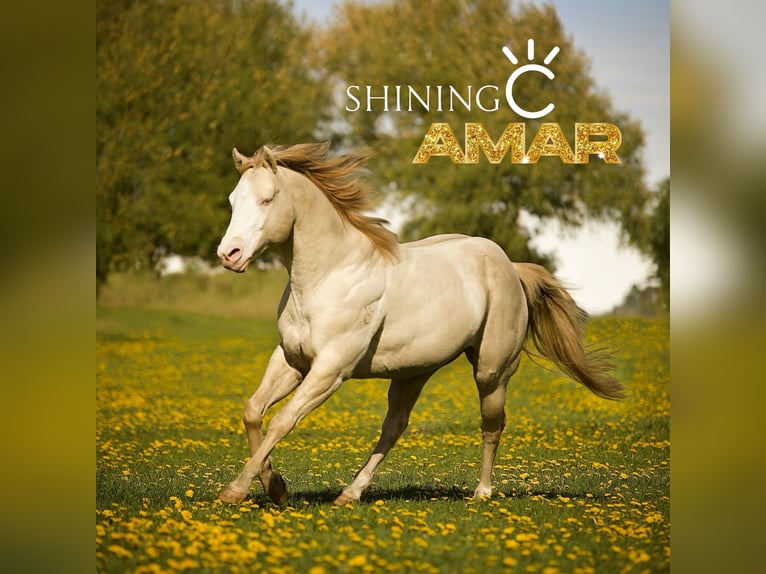 American Quarter Horse Mare 1 year 14,2 hh Grullo in Alt Duvenstedt