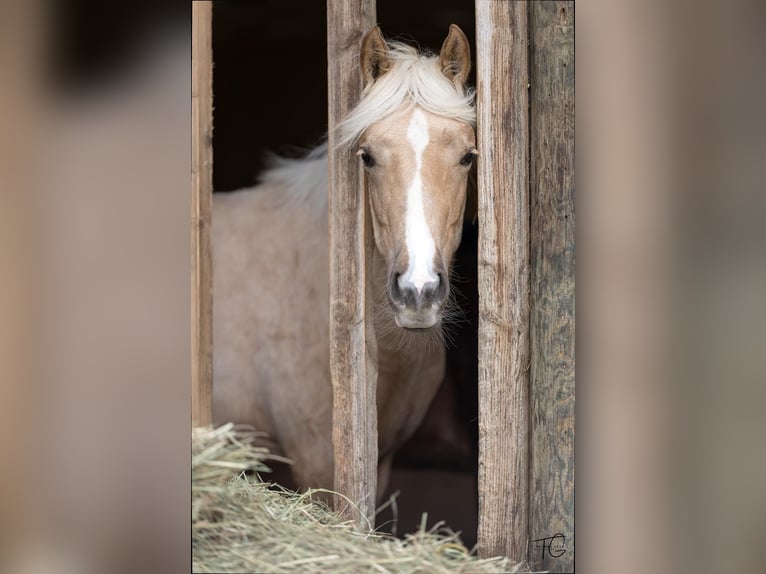 American Quarter Horse Mare 1 year 14,2 hh Palomino in Kürten