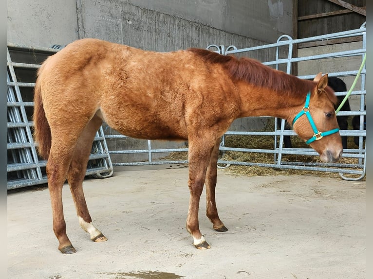 American Quarter Horse Mare 1 year 14,2 hh Red Dun in Echternacherbrück
