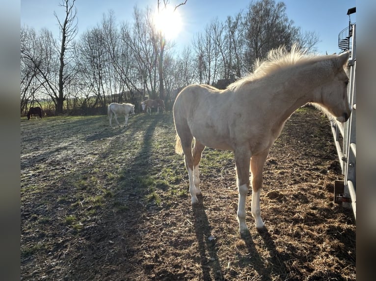 American Quarter Horse Mare 1 year 14,2 hh in Niederwerrn