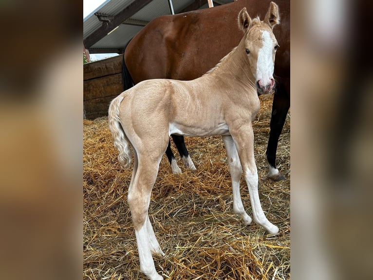 American Quarter Horse Mare 1 year 14,2 hh in Niederwerrn