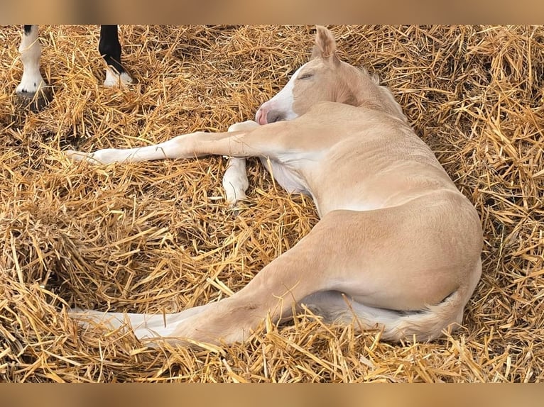 American Quarter Horse Mare 1 year 14,2 hh in Niederwerrn