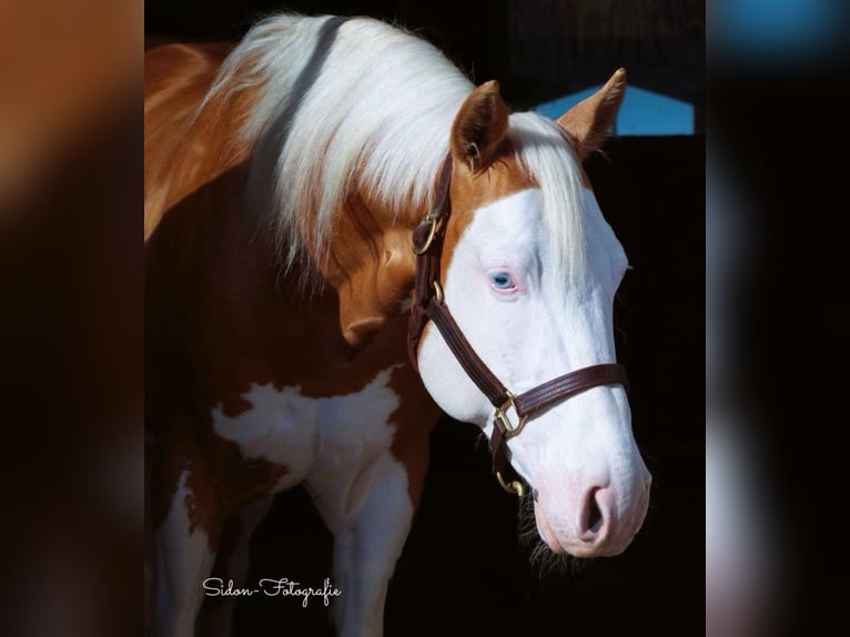 American Quarter Horse Mare 1 year 14,2 hh in Niederwerrn