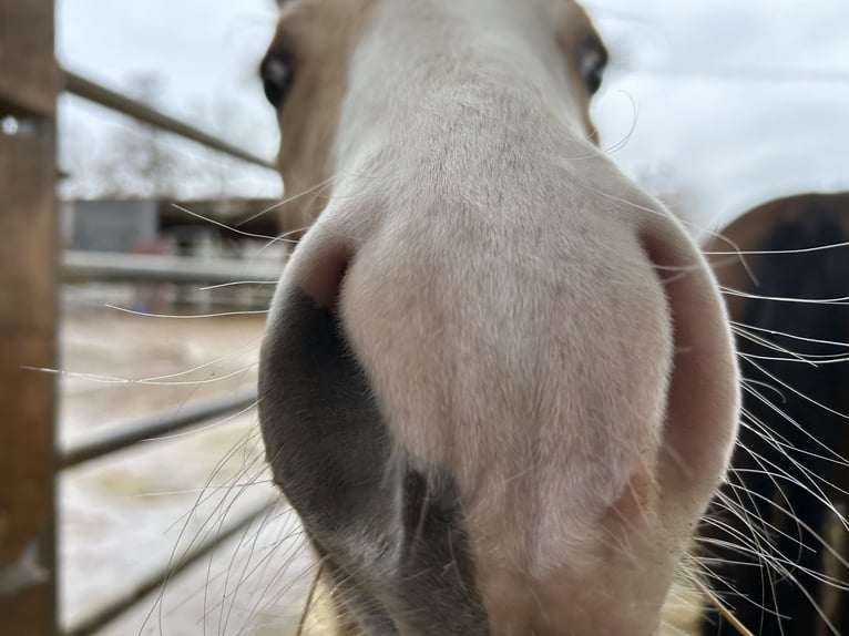 American Quarter Horse Mare 1 year 14,2 hh in Niederwerrn