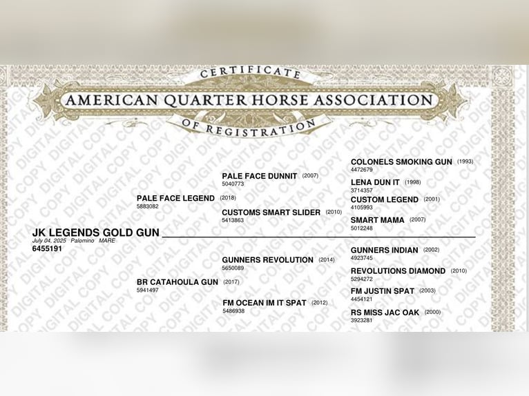 American Quarter Horse Mare 1 year 14,2 hh in Niederwerrn