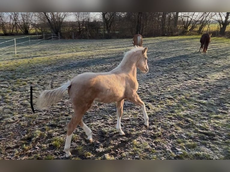 American Quarter Horse Mare 1 year 14,2 hh in Niederwerrn