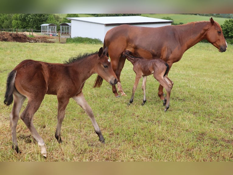 American Quarter Horse Mare 1 year 14,2 hh Roan-Bay in Müglitztal