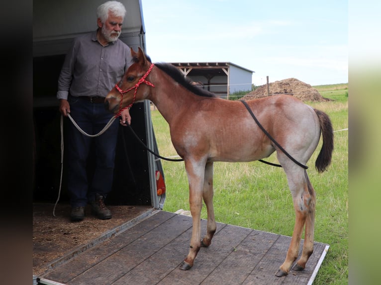 American Quarter Horse Mare 1 year 14,2 hh Roan-Bay in Müglitztal