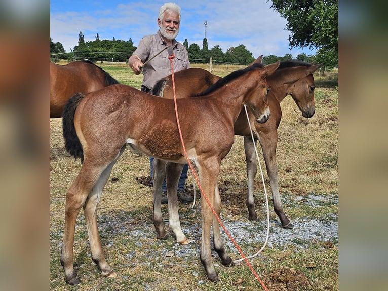 American Quarter Horse Mare 1 year 14,2 hh Roan-Bay in Müglitztal