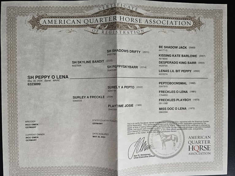 American Quarter Horse Mare 1 year 14,2 hh Roan-Red in Steinen