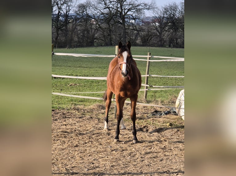 American Quarter Horse Mare 1 year 14,3 hh Brown in Herdwangen-Schönach