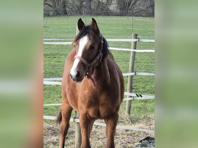 American Quarter Horse Mare 1 year 14,3 hh Brown in Herdwangen-Schönach